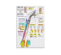 GYQYJPFZM Brachial Plexus Anatomy Art Poster Axillary Nerve Structure Chart Student Gift Doctor Office Decor Canvas Wall-Art for Living Room(Unframed,08x12inch(20x30cm))