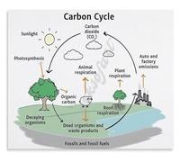GYQYJPFZM Environmental Science Poster The Carbon Cycle Educational Metal Tin Sign Wall-Art Decor(Unframed,16x24inch(40x60cm))