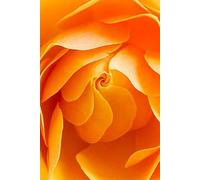 GYTRI CGFHJ Georgia O'Keeffe Poster Color Prints Abstract Wall Art Picture《Orange Flower》Georgia O'Keeffe Canvas Painting For Home Decor 40x60cm Unframed