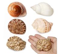 Gzerupes Conch Shell, 5Pcs Medium Large Hermit Crab Shells - Natural Sea Shells for Hermit Crab Supplies, Décor, Ideal Fit, Safe Quality, Multiple Uses