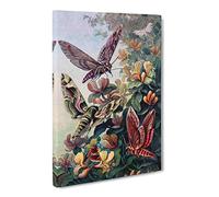 H Morin European Moths Canvas Print | Gallery Wrapped 30mm Frame Wall Art | 30x20 inches | Ready to Hang | Retro Picture | Living Room Bedroom Lounge Office