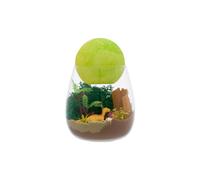 H&O Direct DIY Dinosaur Terrarium Craft Kit for Kids with Moon Lamp Ornament H&O Direct Multicolor