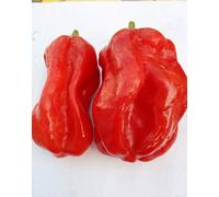 HABANERO UGANDAN RED (Uganda) 10 SEEDS chilli pepper spiccato spicy African