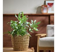 Habitat Large Scallop Rattan Planter - Natural