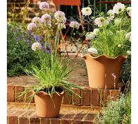 Habitat Scalloped 21cm Clay Planter - Small