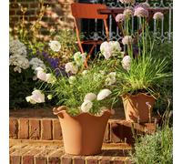 Habitat Scalloped 28.5cm Clay Planter - Large