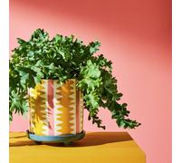 Habitat Stripe Ceramic Yellow Planter with Saucer