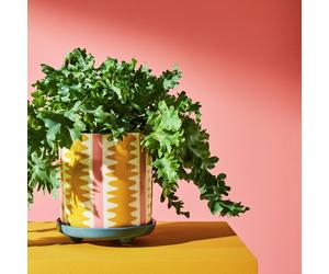 Habitat Stripe Ceramic Yellow Planter with Saucer