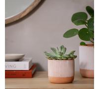 Habitat Terracotta Small Planter - Orange
