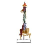 Habrur Anatomical Model Human Model Spine Model Human Skeleton Blood Vessels Muscle Nerve Spine Model Human Body Model With Main Neurovascular Anatomy Model Education