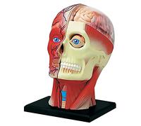 HADECOLL 4D Human Head Anatomy Model Pvc Cerebral Artery Anatomical Model 14 Parts Human Head Muscles Nerves Organ Model