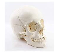 HADECOLL 4D Human Skull Model Removable Head Skeleton Model Medical Skull Anatomy Model For Dental Tools Display
