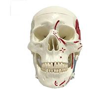 HADECOLL Adult Skull Model - Life Size Human Skull Model - Anatomy Model Skull Head Model With Removable Skull Cap - For Study Teaching Display Medical Model