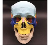 HADECOLL Anatomy Model Color Skull Model - Medical Anatomical Human Skull Model - 1:1 Life Size Skull Head Model - Removable Chin And Skull For Medical Teaching Study