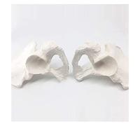 HADECOLL Body Model Hip Bone Model Life-Size Anatomical Human Hip Joint Bones Model Life Size 1 Pair Anatomy Model As Learning Model
