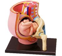HADECOLL Educational Model Anatomical Model Of Human Pregnancy Organ - Human Organ Anatomical Model - Detachable 27 Parts Medical Teaching Model - For Medical Education Training Aid Lab Su