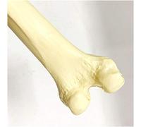 HADECOLL Femur Model Bone Model - Simulation Bone Model Femur Model Human Thigh Bone Model - One To One Simulation Of Human Thigh Bone For Orthopedic Practice Training