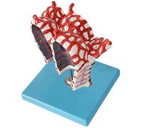 HADECOLL Human Alveolar Enlargement Model - Human Organ Anatomy Model - Medical Anatomical Alveolar Model Human Anatomy Science Models - For Study Display Teaching Medical Model