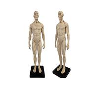 HADECOLL Human Anatomical Muscle Bone Model Male Anatomy Figure Body Musculoskeletal Model Art Sketch Painting Sculpture
