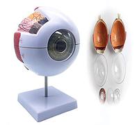 HADECOLL Human Eyeball Model Eyeball Anatomical Model-For Medical Research And Education