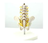 HADECOLL Human Pelvic Anatomical Model Anatomy Pelvic Model For Medical Teaching Training Aid
