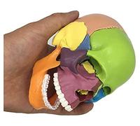 HADECOLL Mini Human Skull Model 1/2 Life Sized Skull Anatomy Model Colored Head Skeleton Model Detachable 15 Parts