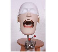 HADECOLL Teaching Model,Dental Simulator Training, Manikin Phantom Life-Size W/Teeth Model Training For Dentists & Dental Assistants And Hygienists,