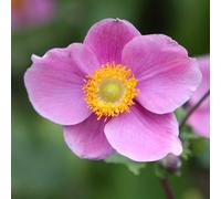 Hadspen Abundance Japanese Windflower Perennials Flowering Plants Anemone 2L Pot Plant Theory Green One Size