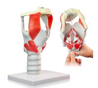HADWYN 2025 New 3X Anatomy Larynx Functional Model, Model of Larynx Pharynx Model,Human Model for Reinforcing The Neck Structure and Function Medicine