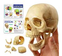 HADWYN Anatomy Exploded Skull Model,Human Medical Skull Model Dental ClinicTeaching Equipment,Medical Teaching Learning