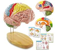 HADWYN Human Brain Model with Labels, 2X Life-Size Anatomy Model for Learning Science Classroom Study Display Medical Model,9 Colors to Identify Brain Functions- for Neuroscience Teaching