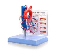 HADWYN Life Size Human Heart Model with Base, Vascular Heart, Increased Size Coronary Anatomy Depicting Cardiac Veins