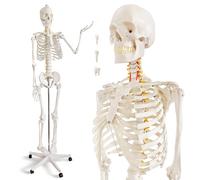 HADWYN Life Size Human Skeleton Model for Anatomy- Medical Human Skeleton Model with Nervous System 70.8 in with Rolling Stand for Medical Study and Display 3 Posters