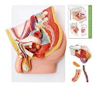 HADWYN Male Pelvis Reproductive Anatomy Model,Life Size 5-Parts Pelvis Model on Baseboard, Muscular,Urinary,Reproductive System,Anatomy Medical Model for Science Education with Detailed Product Manual