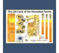 Hagens Beekeeping Bm001 'the Life Cycle Of The Honeybee' Educational A1 Poster