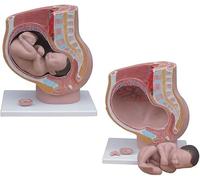 HAILMGAY Mini Fetal Development Model,9 Months Fetus Development Model with Detachable Fetal Model for Maternity Courses