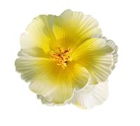 Hair Claw Clip Hibiscus Head Gear Claw Clamp Elegant Beach Holder Bullet Bullet Girl Strong Hold Hairpin for Women Hawaiian Flower Hair