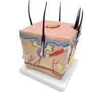 Hair Growth Process Anatomy Model, Skin Anatomy Model