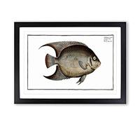 Hairy Angel-Fish by M.E. Bloch Framed Print | A2 Black Framed Wall Art | Ready to Hang | Modern Animal Picture | Living Room Bedroom Lounge Office