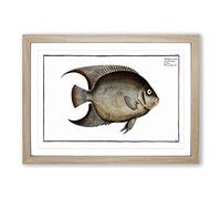 Hairy Angel-Fish by M.E. Bloch Framed Print | A2 Oak Framed Wall Art | Ready to Hang | Modern Animal Picture | Living Room Bedroom Lounge Office