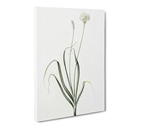 Hairy Garlic Flowers By Pierre Joseph Redoute Canvas Print | Gallery Wrapped 30mm Frame Wall Art | 24x16 inches | Ready to Hang | Retro Floral Picture | Living Room Bedroom Lounge Office