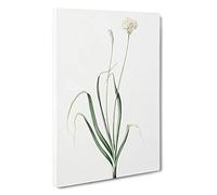 Hairy Garlic Flowers by Pierre-Joseph Redoute Canvas Print | Gallery Wrapped 30mm Frame Wall Art | 30x20 inches | Ready to Hang | Modern Floral Picture | Living Room Bedroom Lounge Office