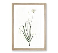Hairy Garlic Flowers by Pierre-Joseph Redoute Framed Print | A2 Oak Framed Wall Art | Ready to Hang | Modern Floral Picture | Living Room Bedroom Lounge Office