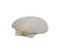HAISENG Large Seashells For Crafting Home Decorating And Beach Themed Celebration White Scallops Shell For Art Projects Large Shells