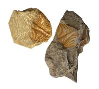 HAKIDZEL 2pcs Trilobite Specimen Samples for Science Education and Birthday Party Decorations, Real Specimen Material Teaching Props to Develop Creativity and Enhance Table Adornment