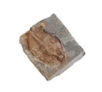 HAKIDZEL Authentic Trilobite Stone Specimen for Science and Educational with Desktop Adornments, for Home Or Office Use, for Teens and Collectors Interested in Paleontology
