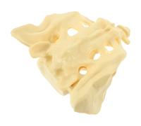 HAKIDZEL PVC Sacrum Bone Model for Healthcare Training, Human Sacrum Anatomy Model for Patient Explanation, Sturdy Artificial Sacral Skeleton for Medical Education