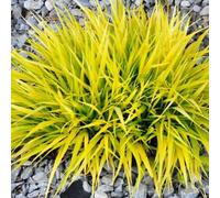 Hakonechloa macra All Gold (9cm)