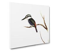 Halcyon Kingfisher Bird by Elizabeth Gould Canvas Print | Gallery Wrapped 30mm Frame Wall Art | 20x20 inches | Ready to Hang | Retro Animals Picture | Living Room Bedroom Lounge Office
