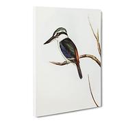 Halcyon Kingfisher By Elizabeth Gould Canvas Print | Gallery Wrapped 30mm Frame Wall Art | 24x16 inches | Ready to Hang | Retro Bird Picture | Living Room Bedroom Lounge Office